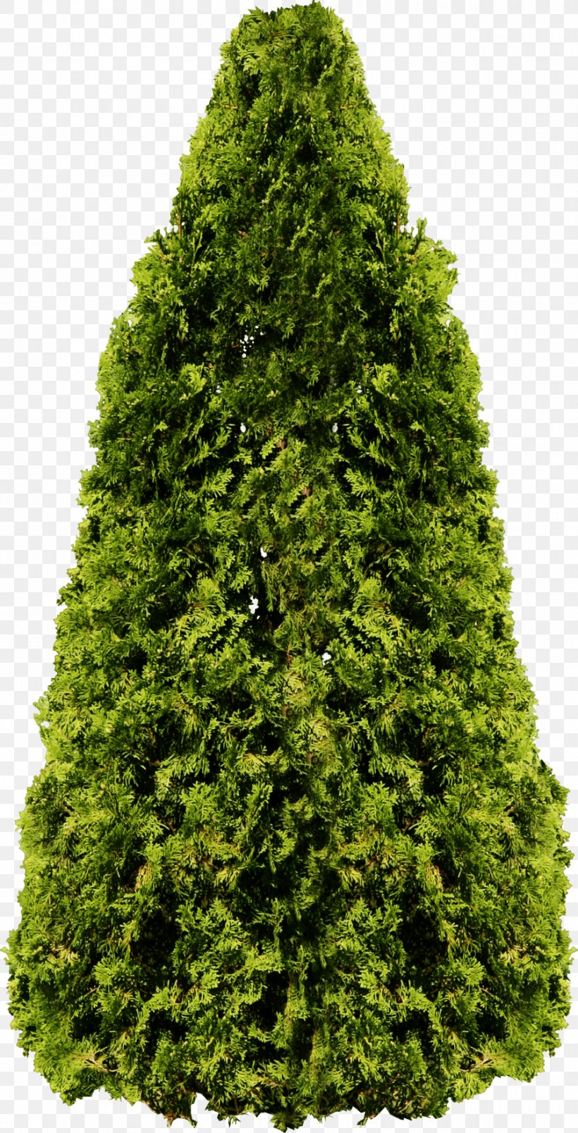 Tree Populus Nigra Fir, PNG, 900x1764px, Populus Nigra, Arecaceae, Biome, Christmas Tree, Conifer Download Free