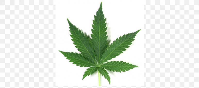 United States Medical Cannabis Drug Cannabis Smoking, PNG, 900x400px, United States, Cannabidiol, Cannabis, Cannabis Consumption, Cannabis Industry Download Free