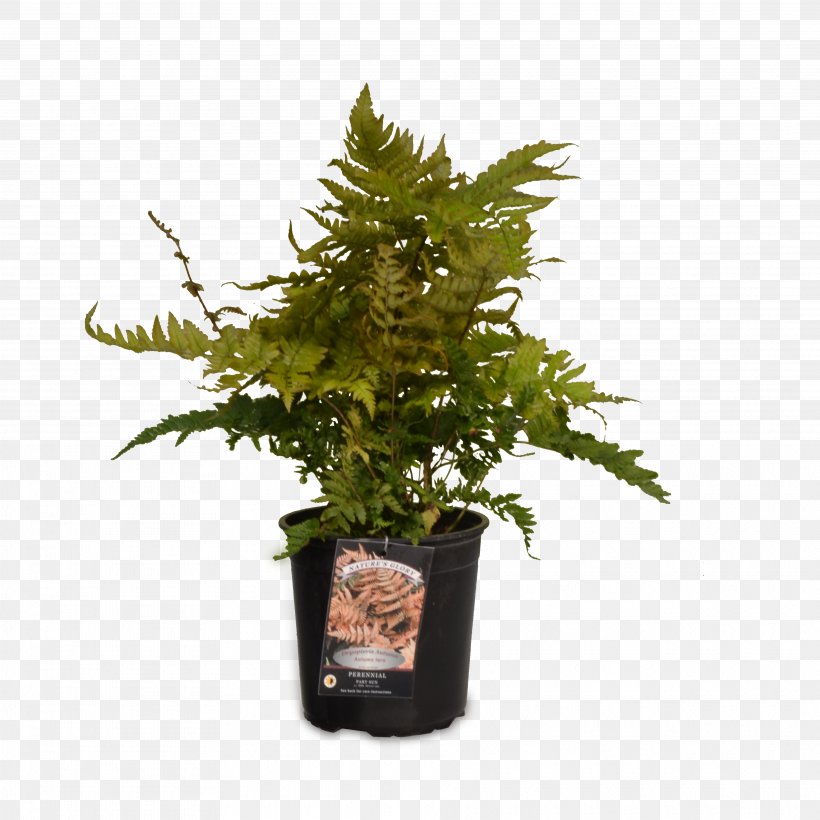 Vascular Plant Devil's Ivy Fern Weeping Fig, PNG, 3750x3750px, Plant, Burknar, Dracaena, Fern, Ferns And Horsetails Download Free