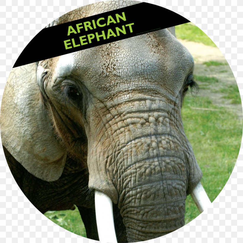 Woodland Park Zoo African Elephant Indian Elephant, PNG, 900x898px, Woodland Park Zoo, African Elephant, Animal, Asian Elephant, Conservation Download Free
