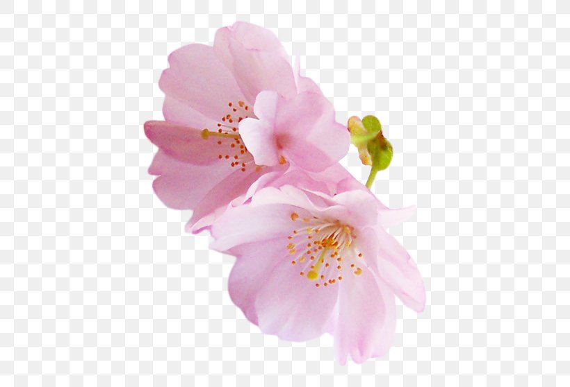 Angels National Cherry Blossom Festival Rose Pink, PNG, 600x558px, Angels, Blossom, Cherry, Cherry Blossom, Floral Design Download Free