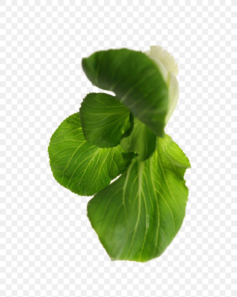 Bok Choy Leaf Vegetable Download, PNG, 683x1024px, Bok Choy, Chinese Cabbage, Food, Ingredient, Leaf Download Free