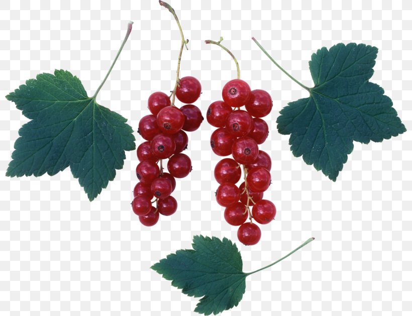 Common Grape Vine Zante Currant Redcurrant Grape Leaves, PNG, 800x630px, Grape, Berry, Common Grape Vine, Currant, Depositfiles Download Free