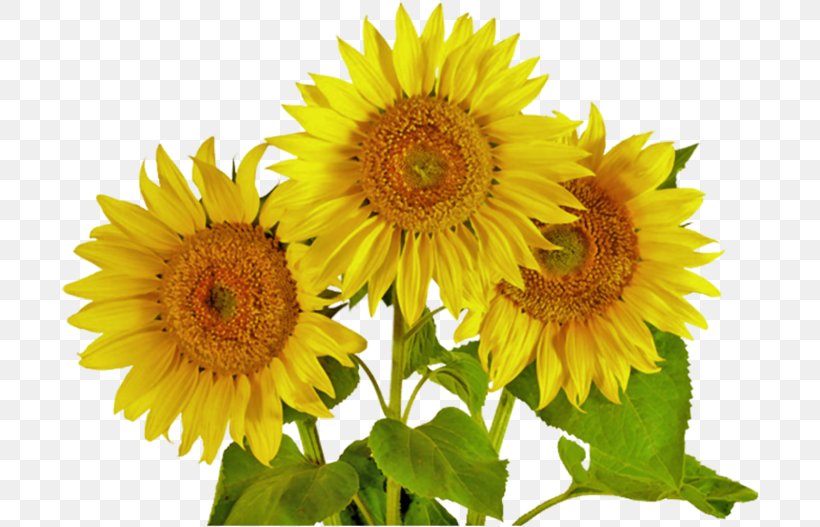 Common Sunflower Silage Clip Art, PNG, 700x527px, Common Sunflower, Annual Plant, Cut Flowers, Daisy Family, Flower Download Free