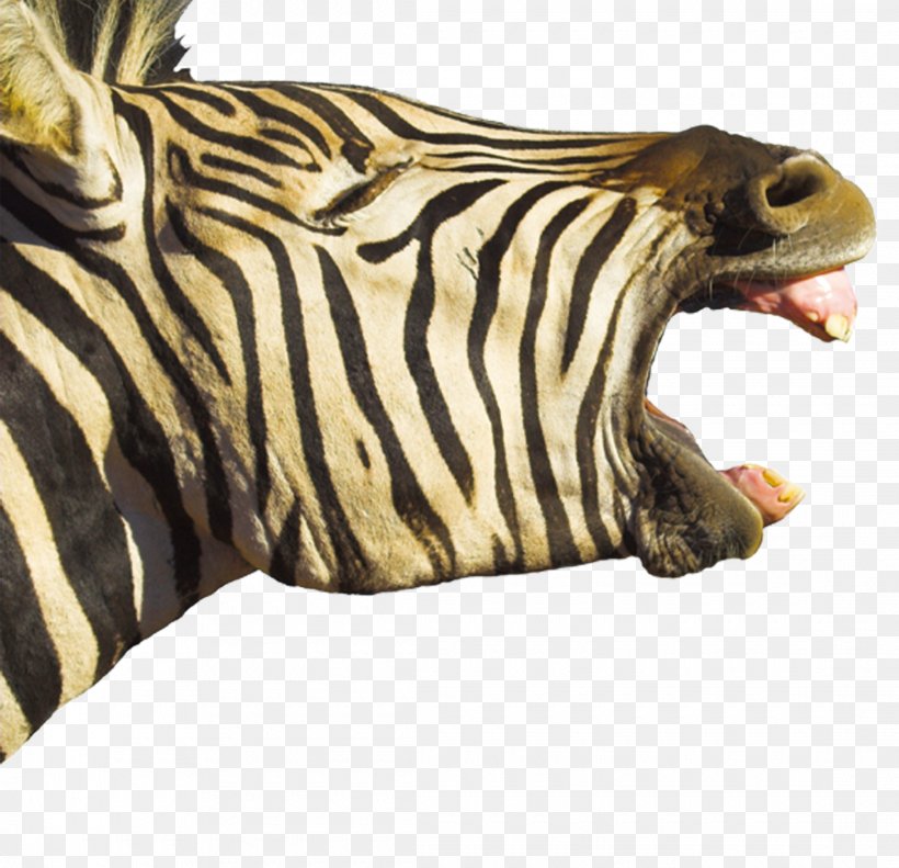 Horse Foal Hippopotamus Zebra Yawn, PNG, 2220x2143px, Horse, Fauna, Featurepics, Foal, Fur Download Free