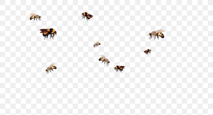 Insect Honey Bee Queen Bee Swarming Bumblebee, PNG, 800x444px, Insect, Apidae, Arthropod, Bee, Beehive Download Free