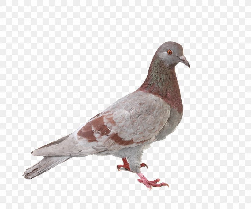 Pigeon Pictures, PNG, 992x824px, Columbidae, Animal, Beak, Bird, Can Stock Photo Download Free