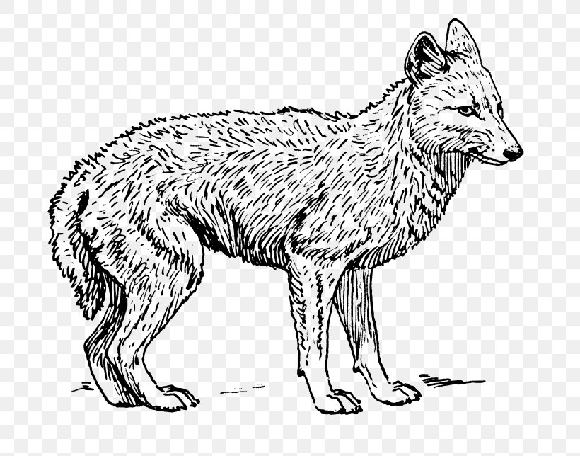 Coyote Gray Wolf Black-backed Jackal Clip Art, PNG, 800x644px, Coyote, Artwork, Black And White, Blackbacked Jackal, Carnivoran Download Free