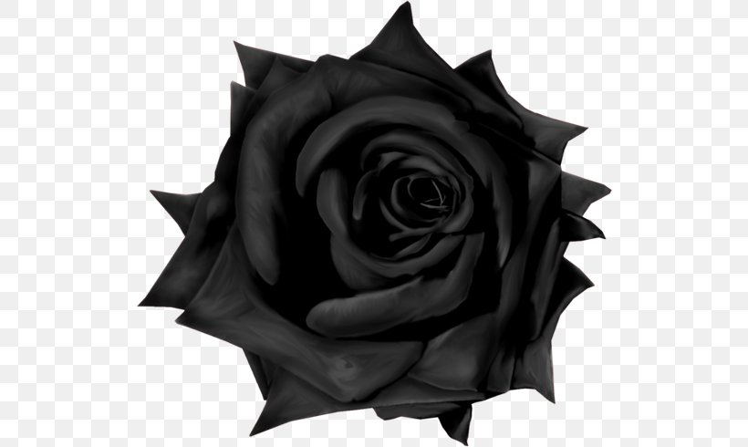 Garden Roses Gothic Goths, PNG, 522x490px, Garden Roses, Black, Black And White, Blackletter, Blue Rose Download Free