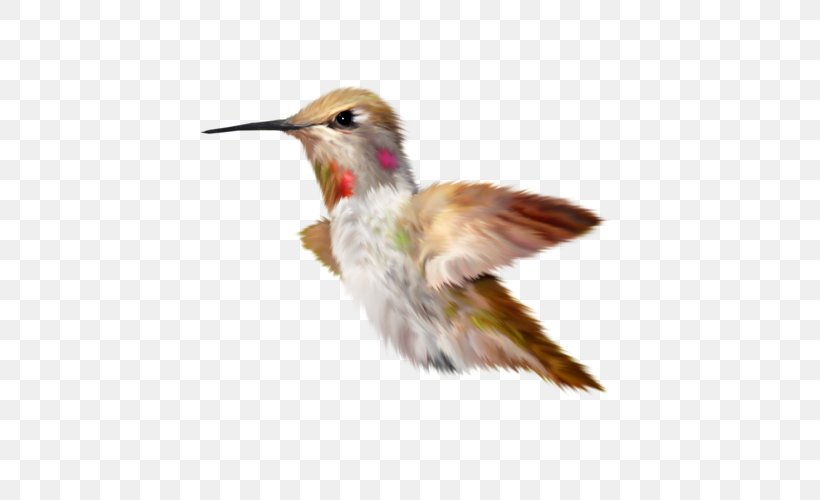 Hummingbird Parrot Duck Kingfisher, PNG, 500x500px, Hummingbird, Beak, Bird, Coraciiformes, Crested Ibis Download Free