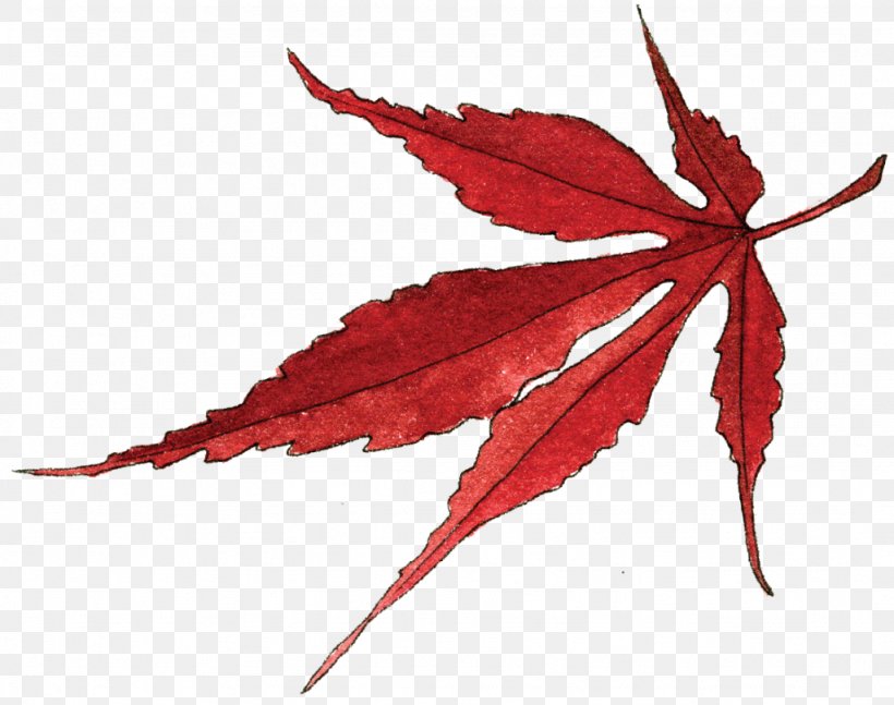 Maple Leaf Japanese Maple Image, PNG, 1024x809px, Maple Leaf, Black Maple, Botany, Deciduous, Drawing Download Free