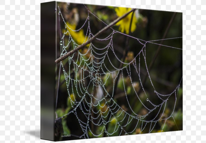 Spider Web European Garden Spider Barn Spider Tangle Web Spider, PNG, 650x570px, Spider Web, Angulate Orbweavers, Arachnid, Art, Arthropod Download Free