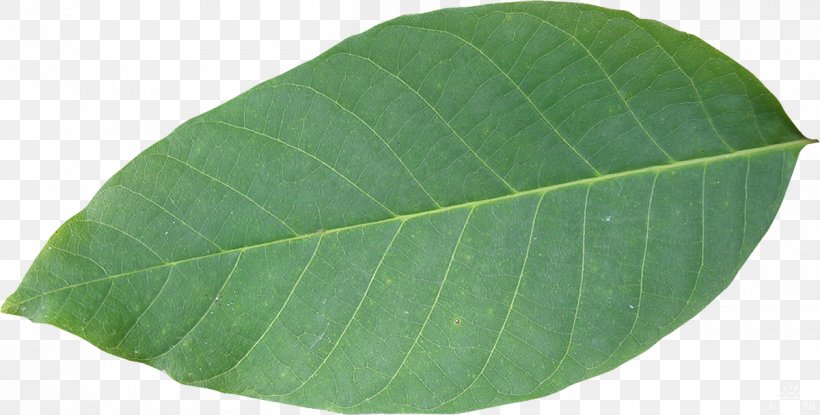 Stock.xchng Green Leaf Photography Image, PNG, 1200x608px, Green, Leaf, Photography, Plant, Plants Download Free