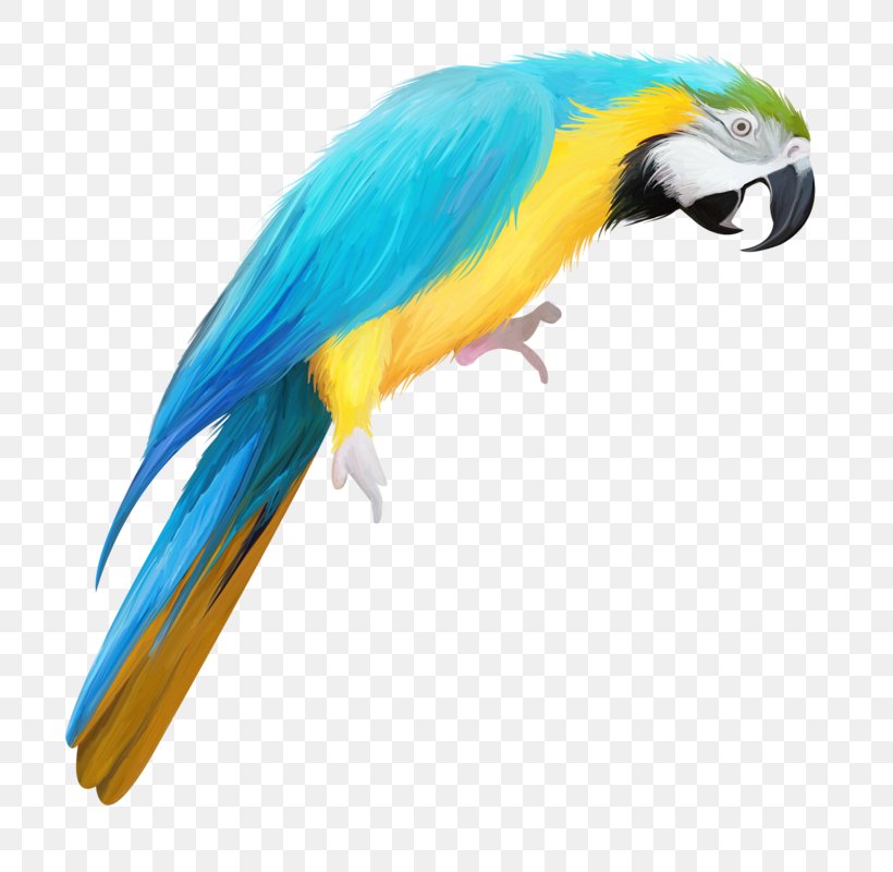 True Parrot Bird Drawing, PNG, 753x800px, True Parrot, Animation, Beak, Bird, Blue Download Free