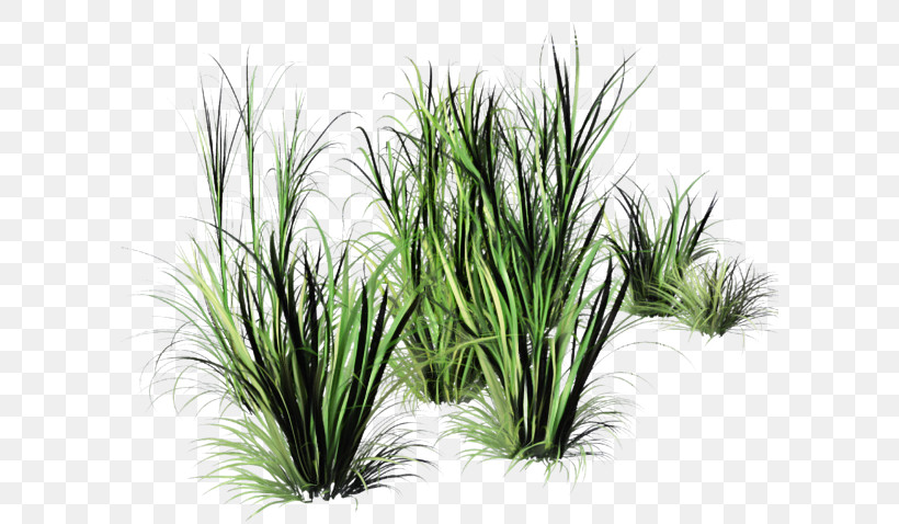 Weed, PNG, 600x478px, Herbaceous Plant, Branch, Garden, Grasses, Houseplant Download Free