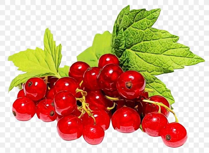 White Flower, PNG, 1446x1060px, Zante Currant, Berries, Berry, Blackcurrant, Cherry Download Free