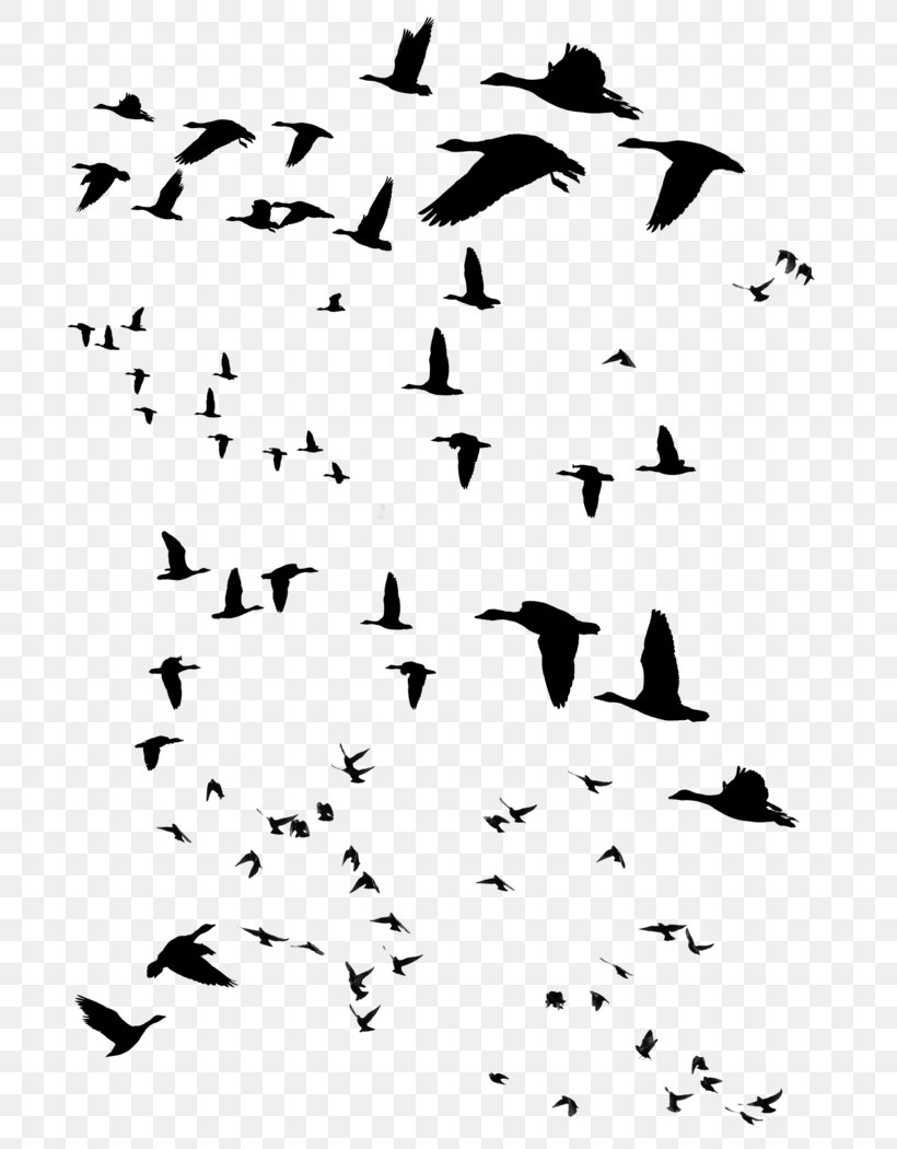Beak Bird Migration Water Bird Clip Art, PNG, 743x1050px, Beak, Animal Migration, Bird, Bird Migration, Black Download Free
