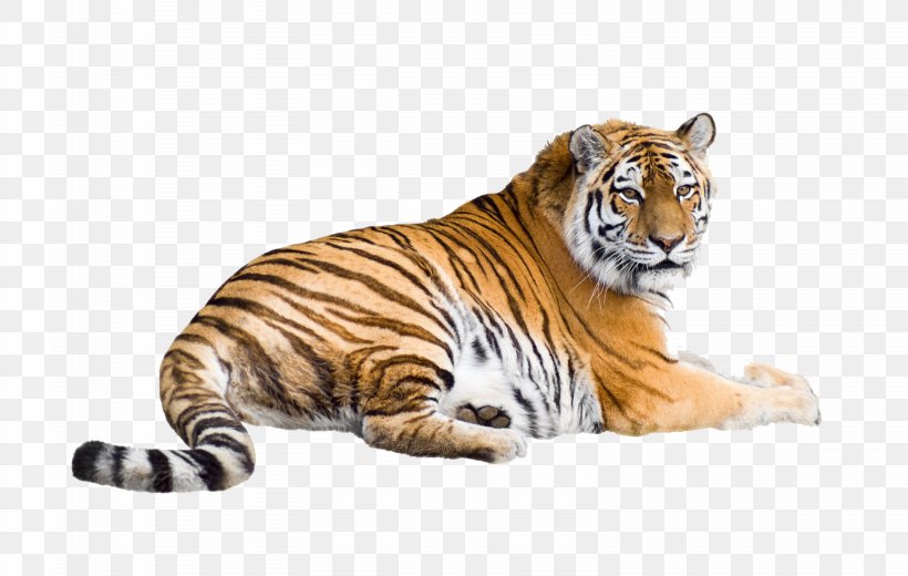 Cat Siberian Tiger Bengal Tiger White Tiger Desktop Wallpaper, PNG, 3074x1950px, Cat, Animal, Animal Figure, Bengal Tiger, Big Cat Download Free