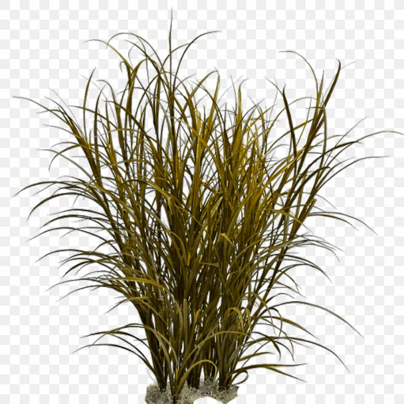 Grasses Ornamental Grass Weed Pennisetum Alopecuroides, PNG, 1024x1024px, Grasses, Branch, Commodity, Fountain Grass, Graminoid Download Free