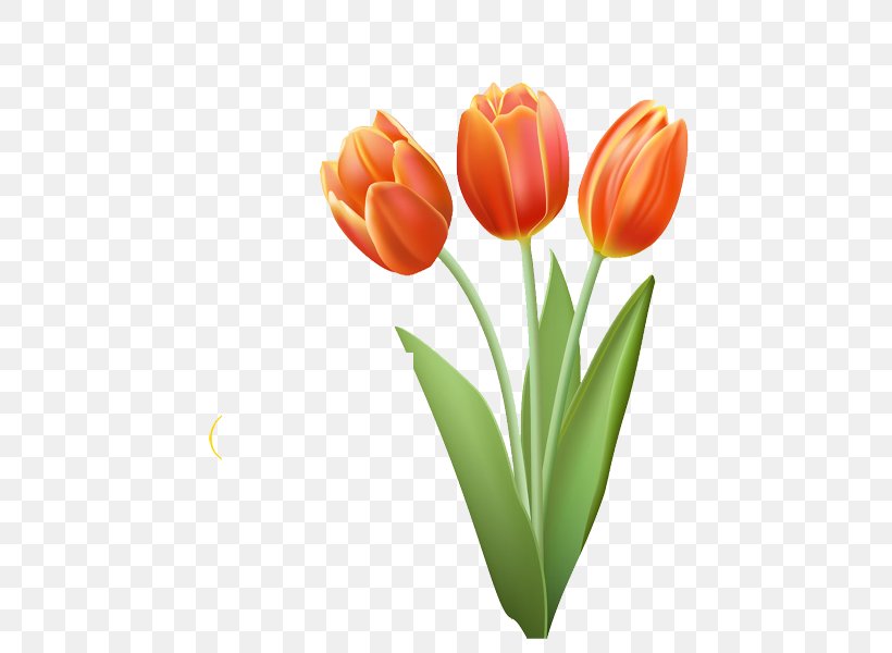 Drawing Tulip Clip Art, PNG, 500x600px, Drawing, Cut Flowers, Flower, Flowering Plant, Lily Family Download Free