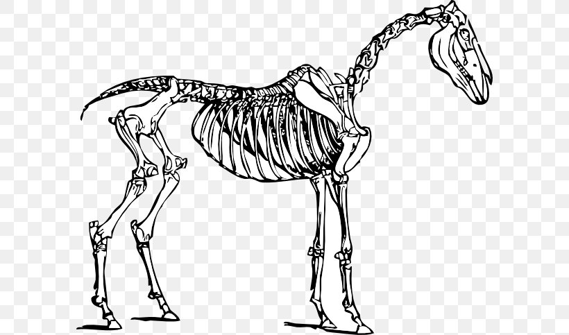 Horse Skeleton Skull Clip Art, PNG, 600x483px, Horse, Anatomy, Black And White, Bone, Carnivoran Download Free