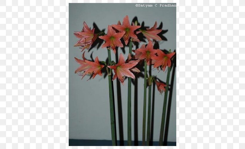 Amaryllis Jersey Lily Houseplant Artificial Flower Plant Stem, PNG, 500x500px, Amaryllis, Amaryllis Belladonna, Amaryllis Family, Artificial Flower, Belladonna Download Free
