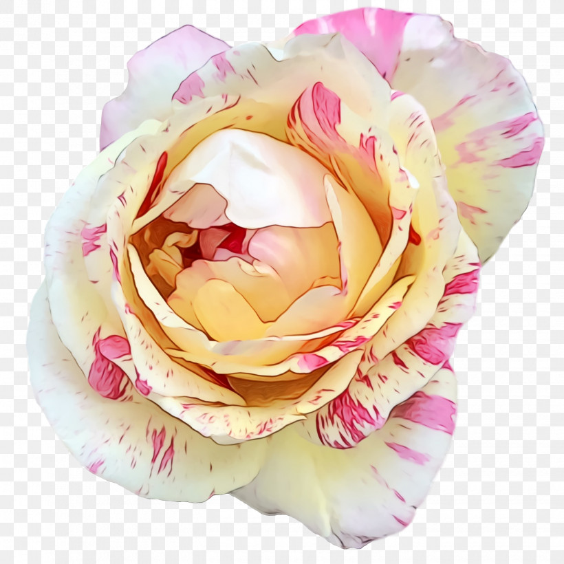 Garden Roses, PNG, 1440x1440px, Watercolor, Cabbage Rose, Cut Flowers, Floral Design, Flower Download Free