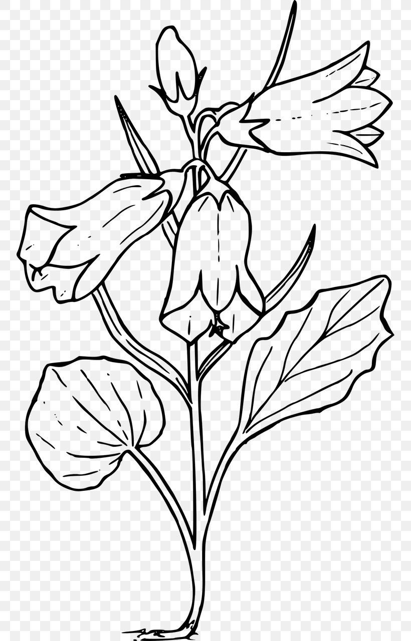 Harebell Drawing Wildflower Clip Art, PNG, 754x1280px, Harebell, Art, Artwork, Bellflowers, Black And White Download Free
