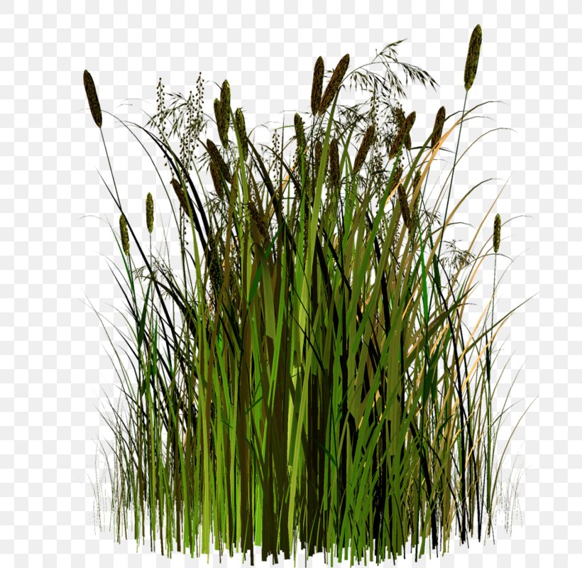 Sweet Grass Vetiver Google Images Herbaceous Plant, PNG, 701x800px, 2017, Sweet Grass, Advertising, Chrysopogon, Chrysopogon Zizanioides Download Free