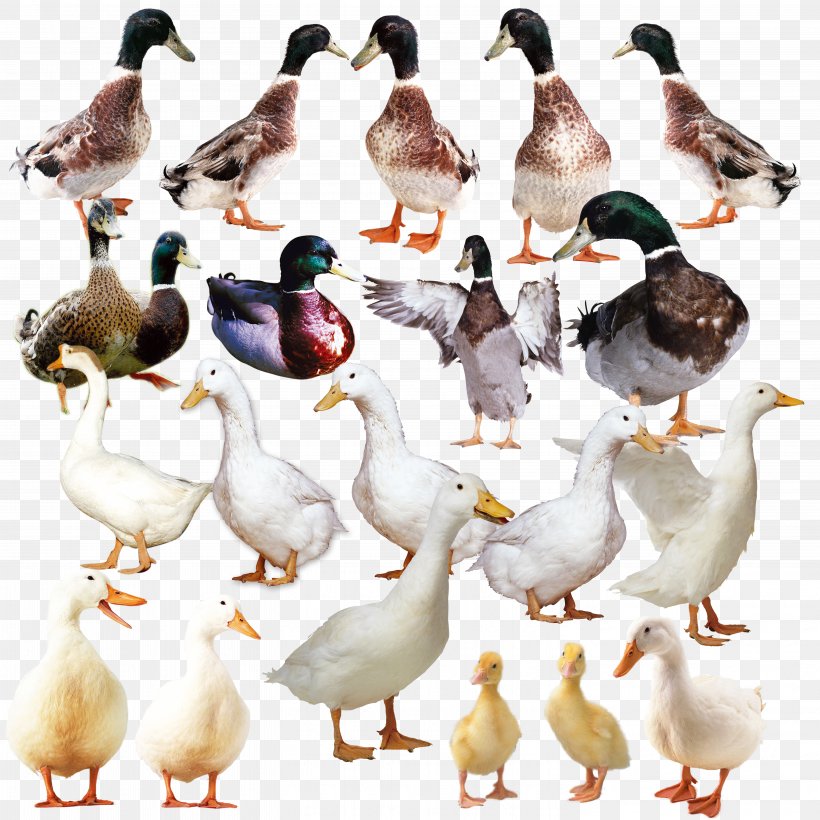 The Ugly Duckling Goose Domestic Duck, PNG, 5906x5906px, Duck, Animal, Animation, Beak, Bird Download Free