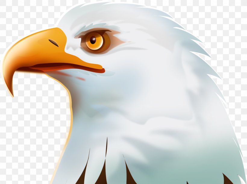Bald Eagle Bird Golden Eagle, PNG, 969x723px, Bald Eagle, Beak, Bird, Bird Of Prey, Black Vulture Download Free