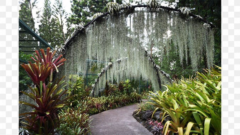 Botanical Garden Water Feature Walkway Tree, PNG, 910x512px, Botanical Garden, Backyard, Botany, Family, Flora Download Free