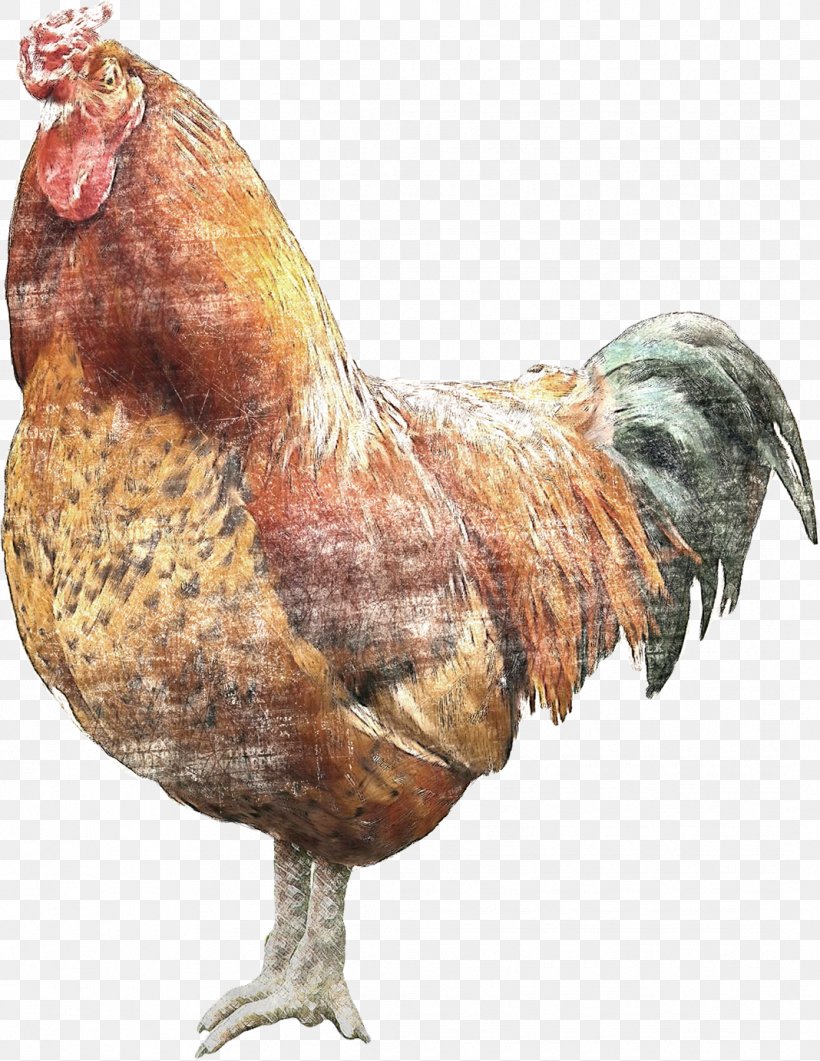 Brahma Chicken Rooster Wyandotte Chicken Fowl Phasianidae, PNG, 1068x1382px, Brahma Chicken, Beak, Bird, Chicken, Farm Download Free