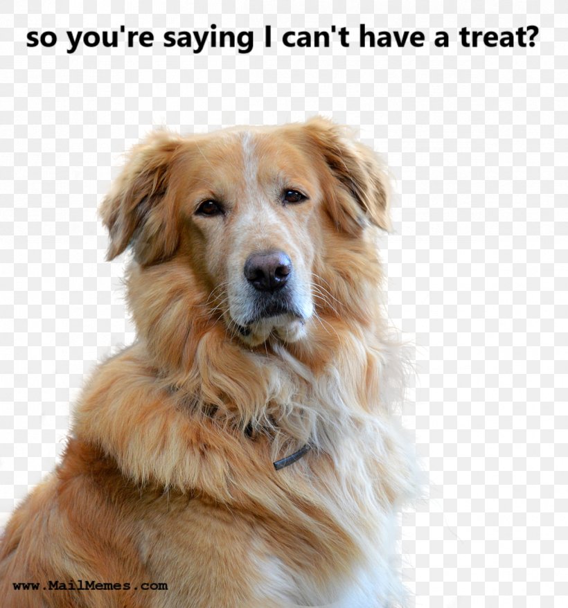 Cat Golden Retriever Pet Dog Food Dog Biscuit, PNG, 1195x1280px, Cat, Companion Dog, Dog, Dog Biscuit, Dog Breed Download Free