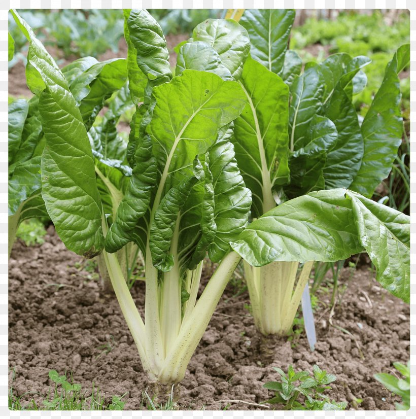 Chard Plant Sowing Common Beet Vegetable, PNG, 1500x1512px, Chard, Choy Sum, Collard Greens, Common Beet, Cultivar Download Free