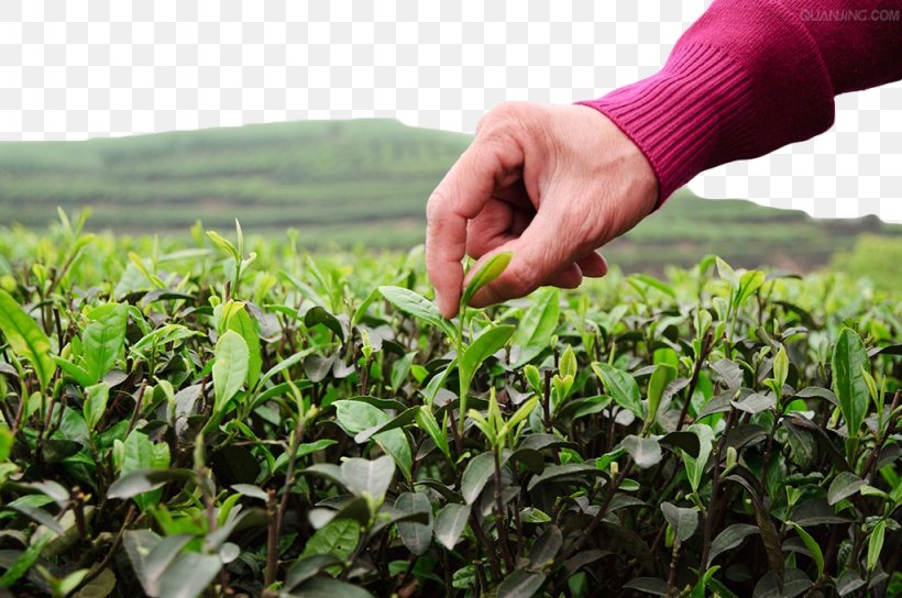 Green Tea Tea Garden, PNG, 1024x680px, Tea, Agriculture, Camellia Sinensis, Crop, Dots Per Inch Download Free