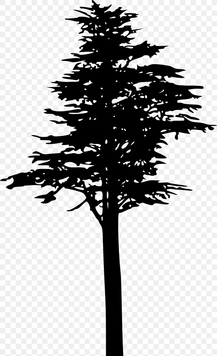 Tree Pinus Contorta Silhouette Branch, PNG, 1218x2000px, Tree, Black And White, Branch, Conifer, Conifer Cone Download Free