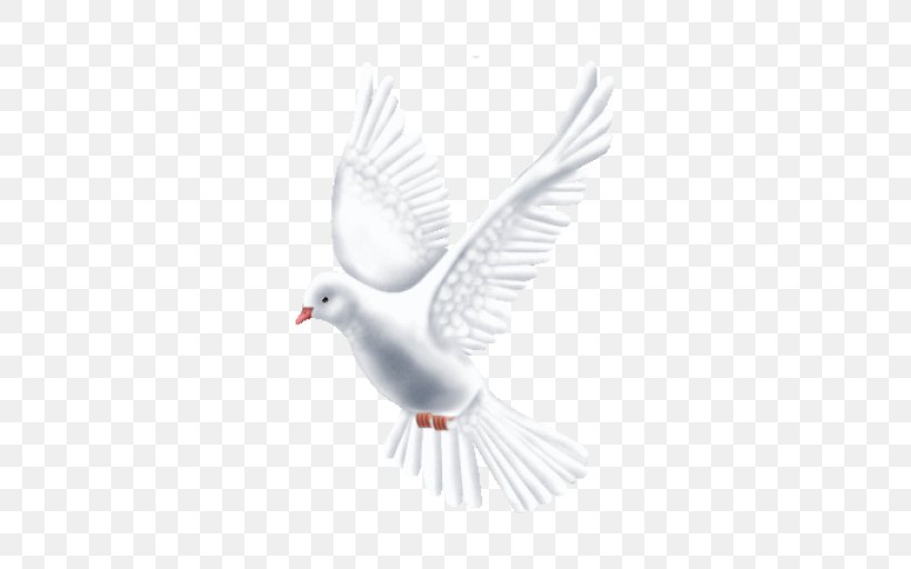 Beak Feather Neck Peace, PNG, 512x512px, Beak, Bird, Feather, Neck, Peace Download Free