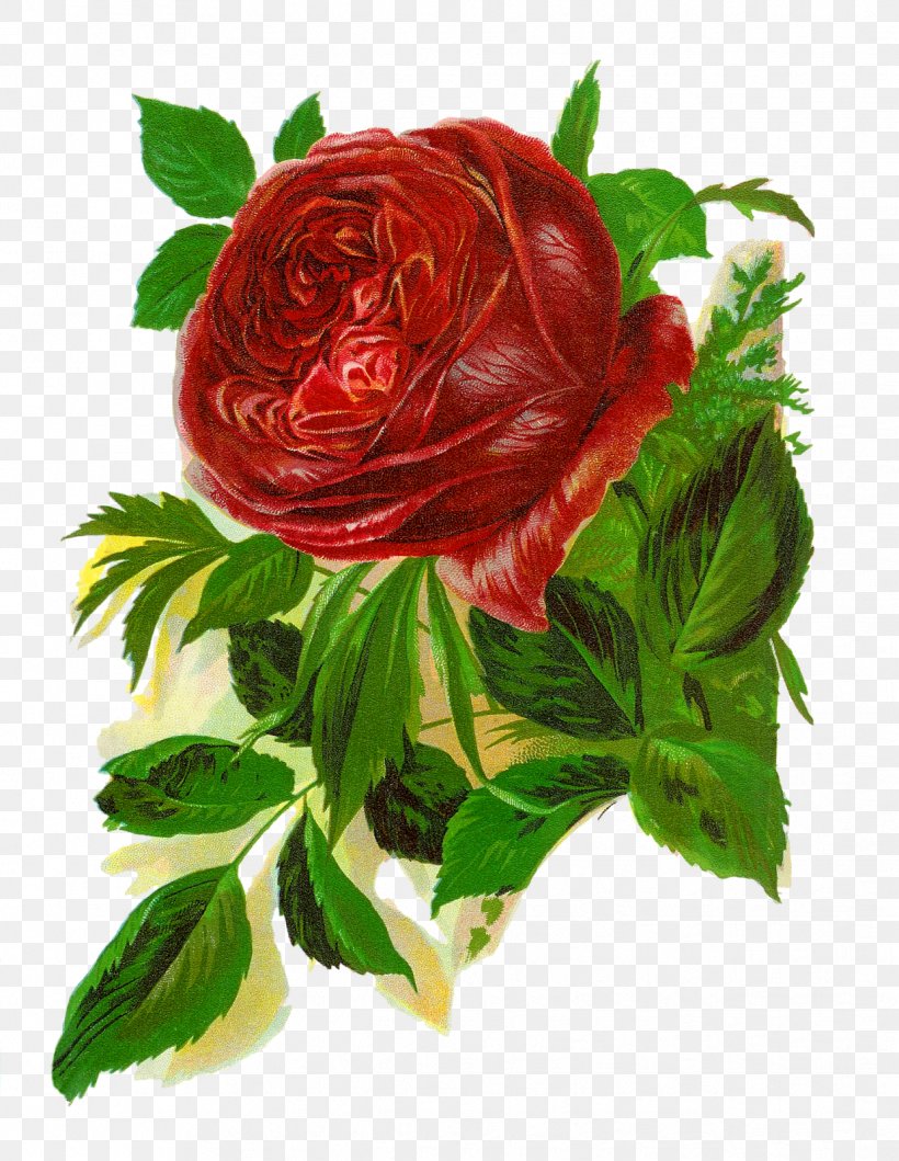 Bokmärke Rosa 'American Beauty' Clip Art, PNG, 1238x1600px, Drawing, Cut Flowers, Decoupage, Floristry, Flower Download Free