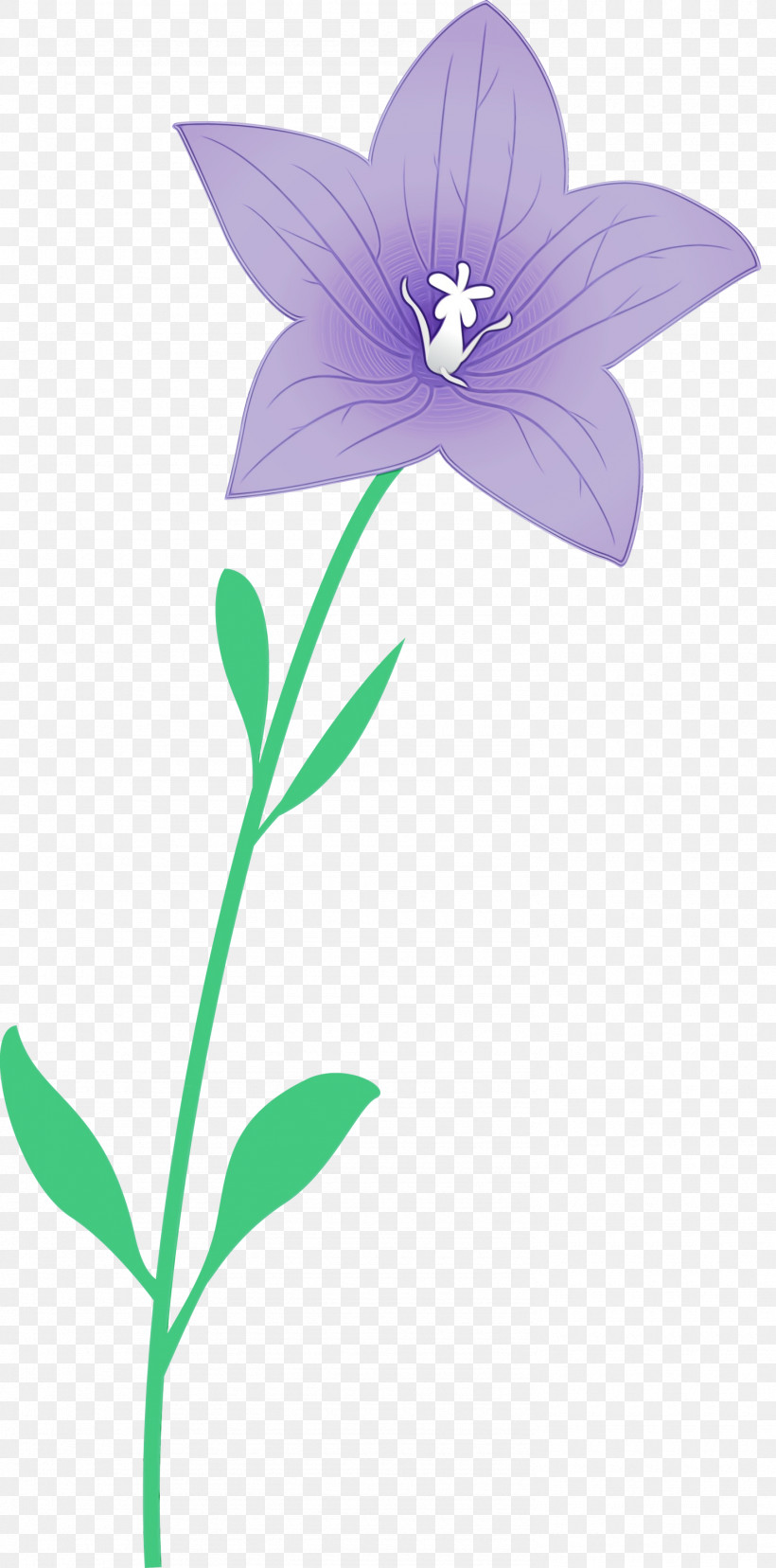 Lavender, PNG, 1485x3000px, Balloon Flower, Bellflower Family, Flora, Herbaceous Plant, Lavender Download Free