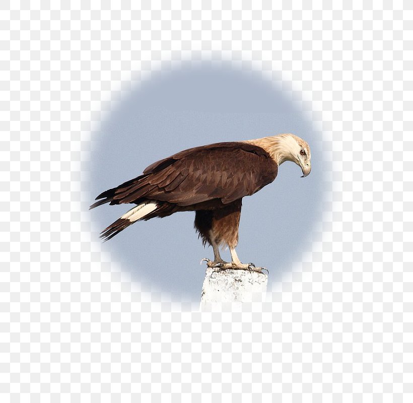 Bald Eagle Accipitridae Hawk Vulture Falconiformes, PNG, 600x800px, Bald Eagle, Accipitridae, Accipitriformes, Beak, Bird Download Free