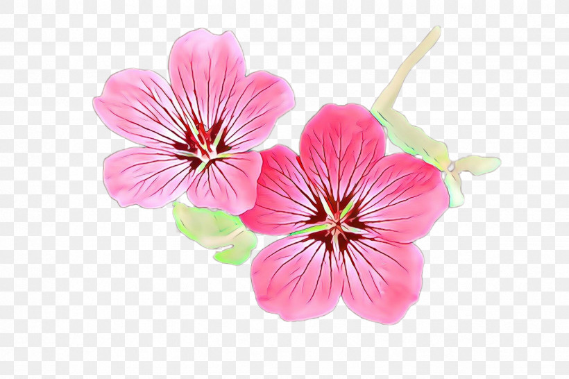 Cherry Blossom, PNG, 2448x1632px, Flower, Blossom, Cherry Blossom, Geraniaceae, Geraniales Download Free