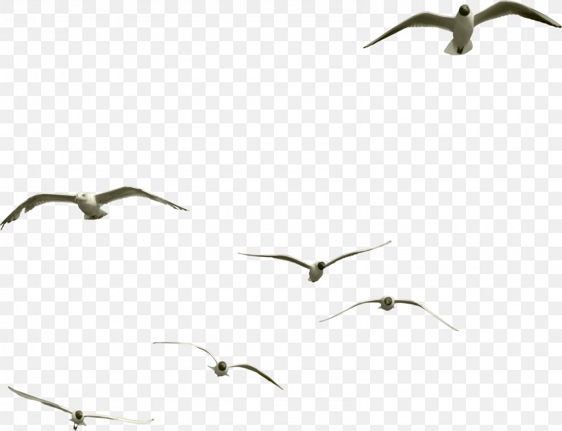 Hummingbird Insect Goose, PNG, 1590x1220px, Bird, Animal, Animal Migration, Beak, Bird Migration Download Free