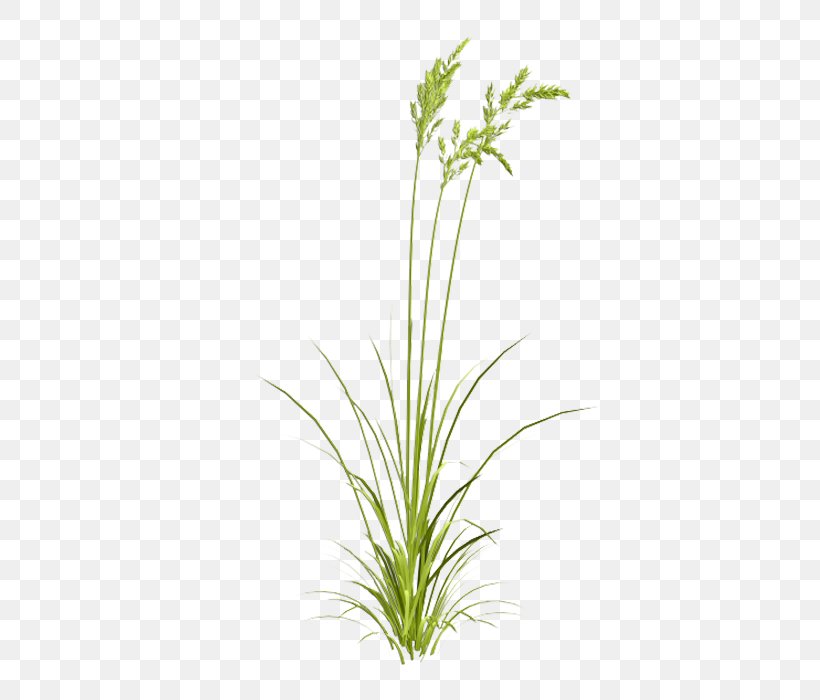 Grasses Watercolor Painting, PNG, 700x700px, Grasses, Cynosurus Cristatus, Drawing, Flora, Flowerpot Download Free