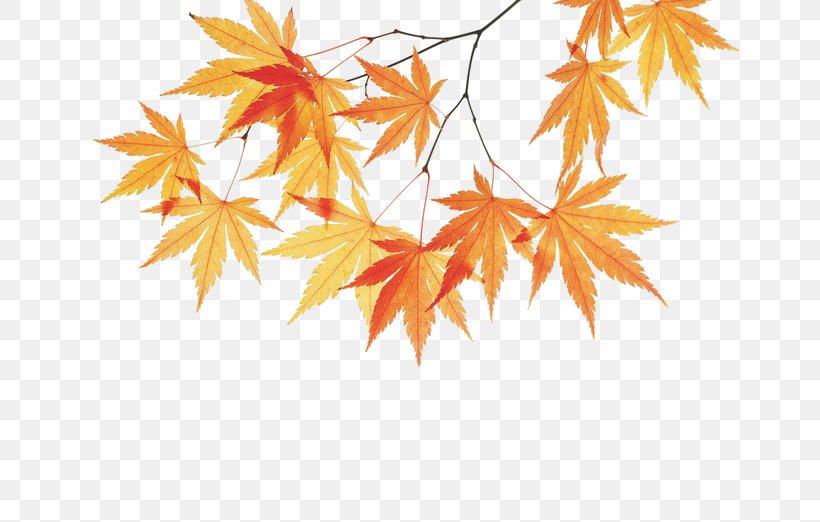 Maple Branch, PNG, 658x522px, Leaf, Autumn, Autumn Leaf Color, Branch, Cdr Download Free