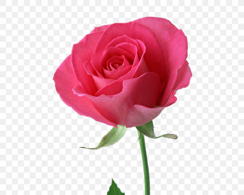 Rose Pink Flowers Desktop Wallpaper, PNG, 1280x1024px, Rose, Bud, China Rose, Color, Cut Flowers Download Free
