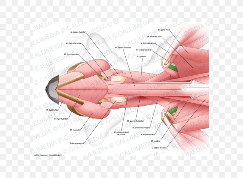 Thumb Muscle Human Anatomy Nerve, PNG, 600x600px, Watercolor, Cartoon, Flower, Frame, Heart Download Free