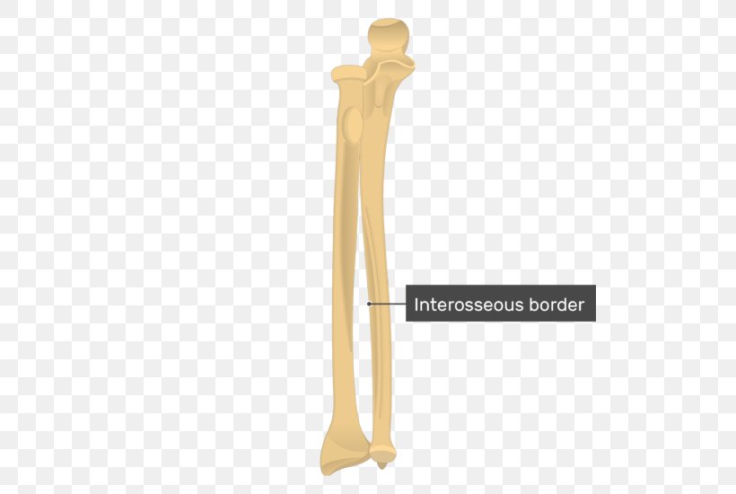 Tuberosity Of The Ulna Radius Radial Tuberosity Ulnar Styloid Process, PNG, 509x550px, Ulna, Anatomy, Appendicular Skeleton, Arm, Bone Download Free