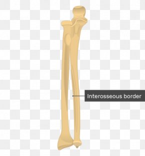 Tuberosity Of The Ulna Images, Tuberosity Of The Ulna Transparent PNG ...