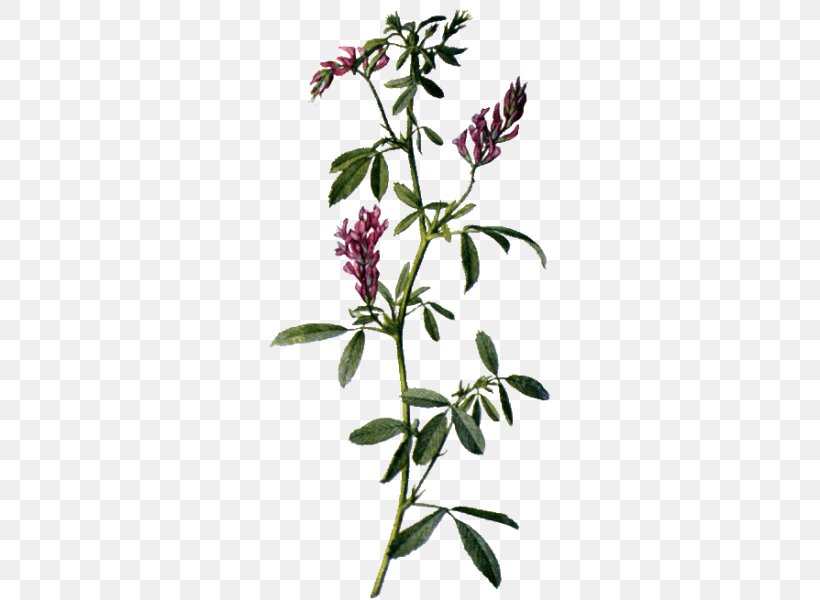 Alfalfa Sativum Medicinal Plants Flower, PNG, 600x600px, Alfalfa, Botany, Branch, Ecommerce, Flora Download Free